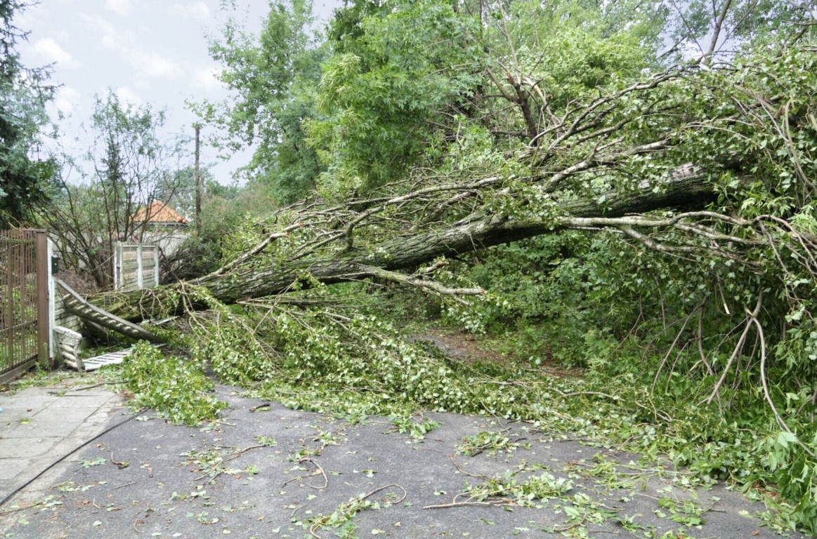 Emergency tree removal service available 24/7 in Hobbs, NM