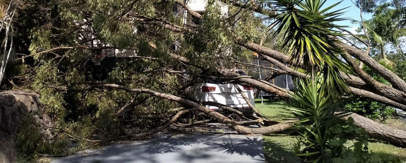 Hazardous and large tree removal specialists in Hobbs, NM